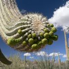 Saguaro mit Rosenkohl