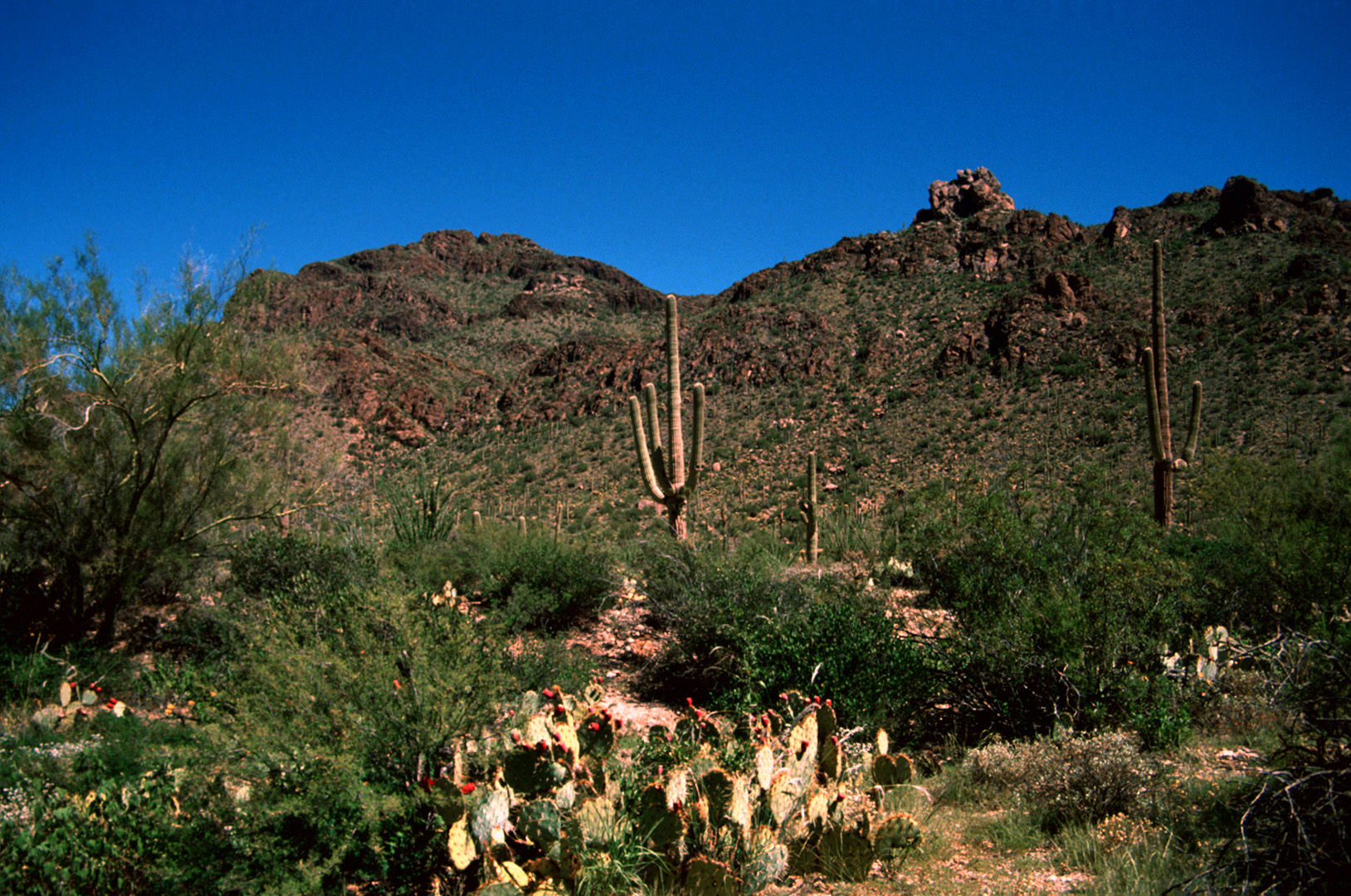 Saguaro N. P., AZ - 1990