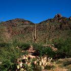 Saguaro N. P., AZ - 1990