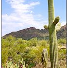 Saguaro National Monument - Arizona, USA