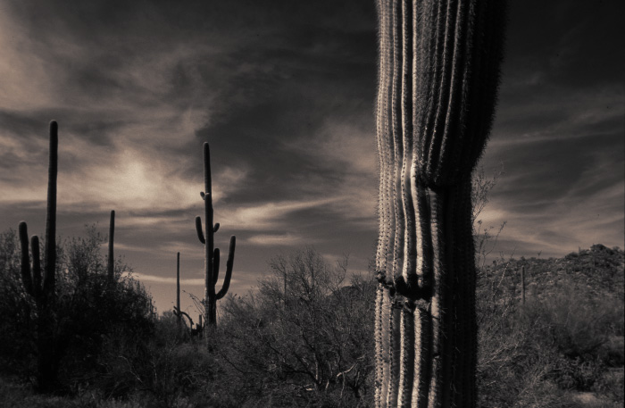 Saguaro National Monument, AZ