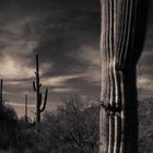 Saguaro National Monument, AZ