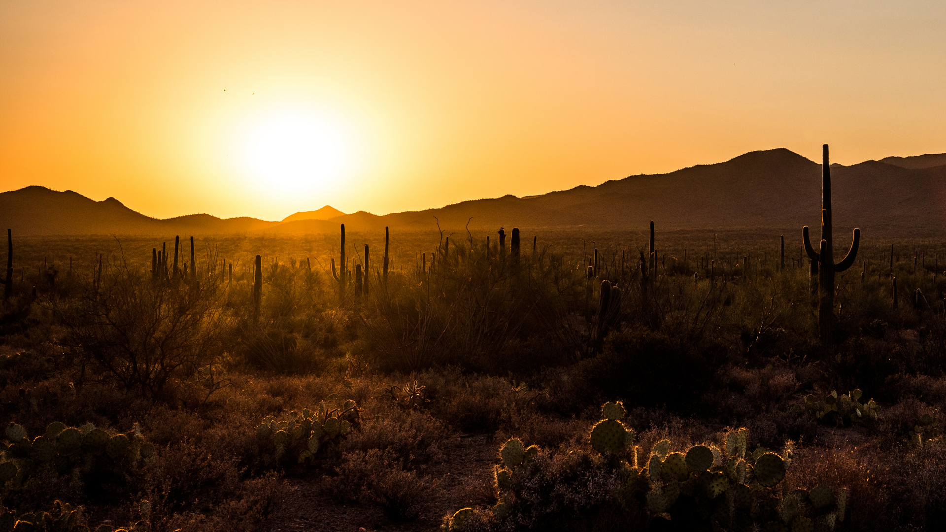 Saguaro National Park