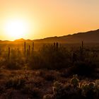 Saguaro National Park