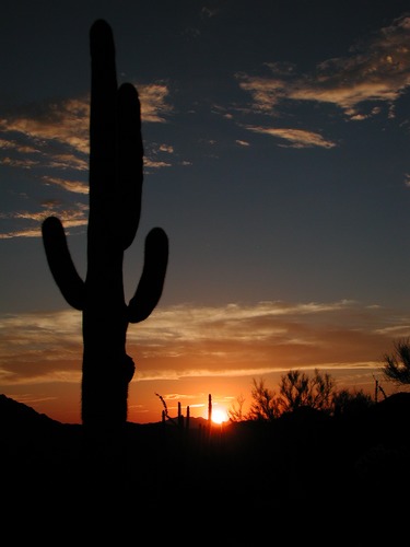 Saguaro National Park