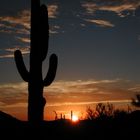 Saguaro National Park