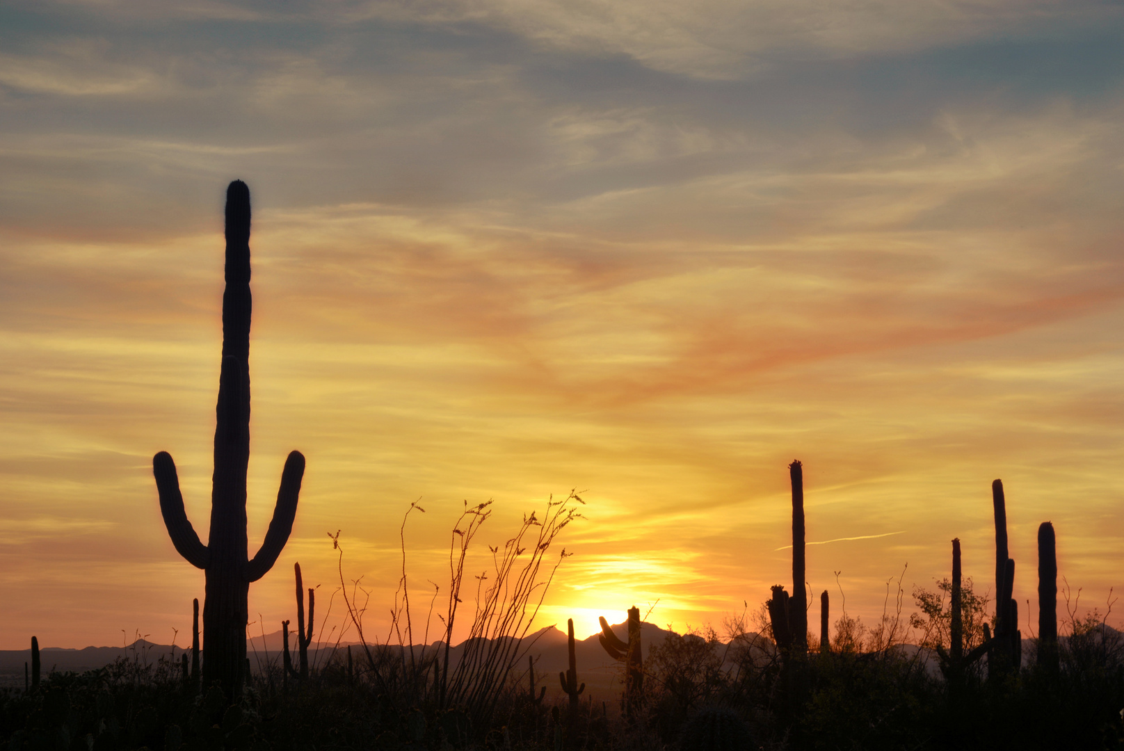 Saguaro National Park Foto & Bild usa, world, pflanzen Bilder auf