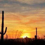 Saguaro National Park