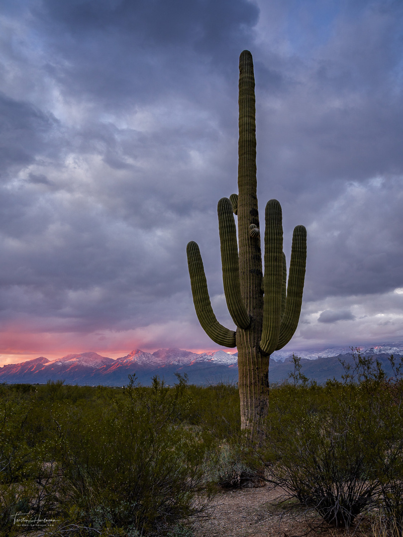 Saguaro National Park (USA)