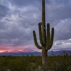 Saguaro National Park (USA)