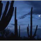 Saguaro-Nationalpark 1