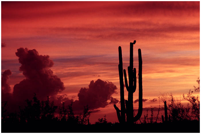 Saguaro-Nationalpark 2