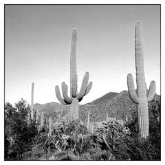 Saguaro Nationalpark