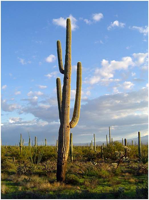 Saguaro Nationalpark