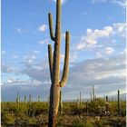 Saguaro Nationalpark