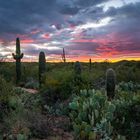 Saguaro Nationalpark (USA)