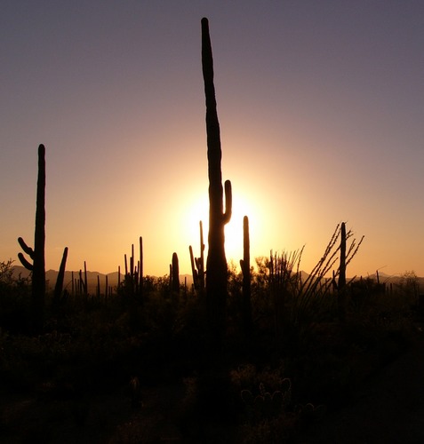 Saguaro Nat'l Park