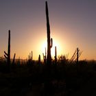 Saguaro Nat'l Park