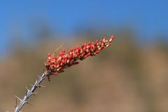 Saguaro N.P.