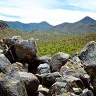 Saguaro NP