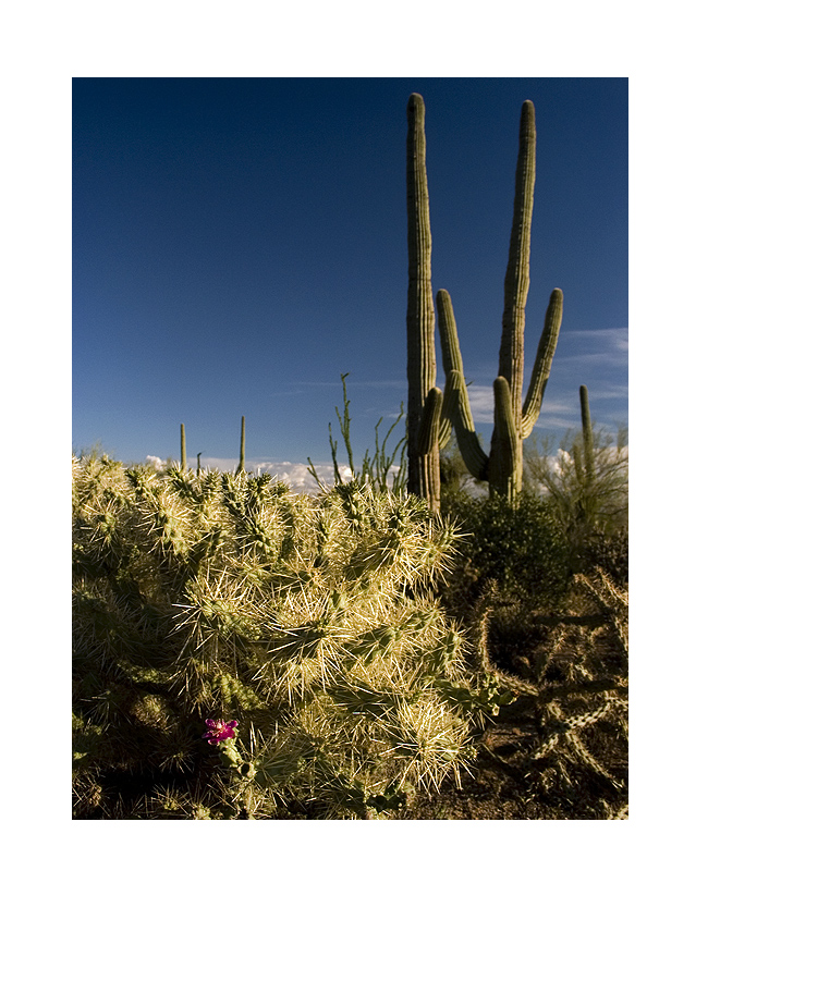 saguaro np