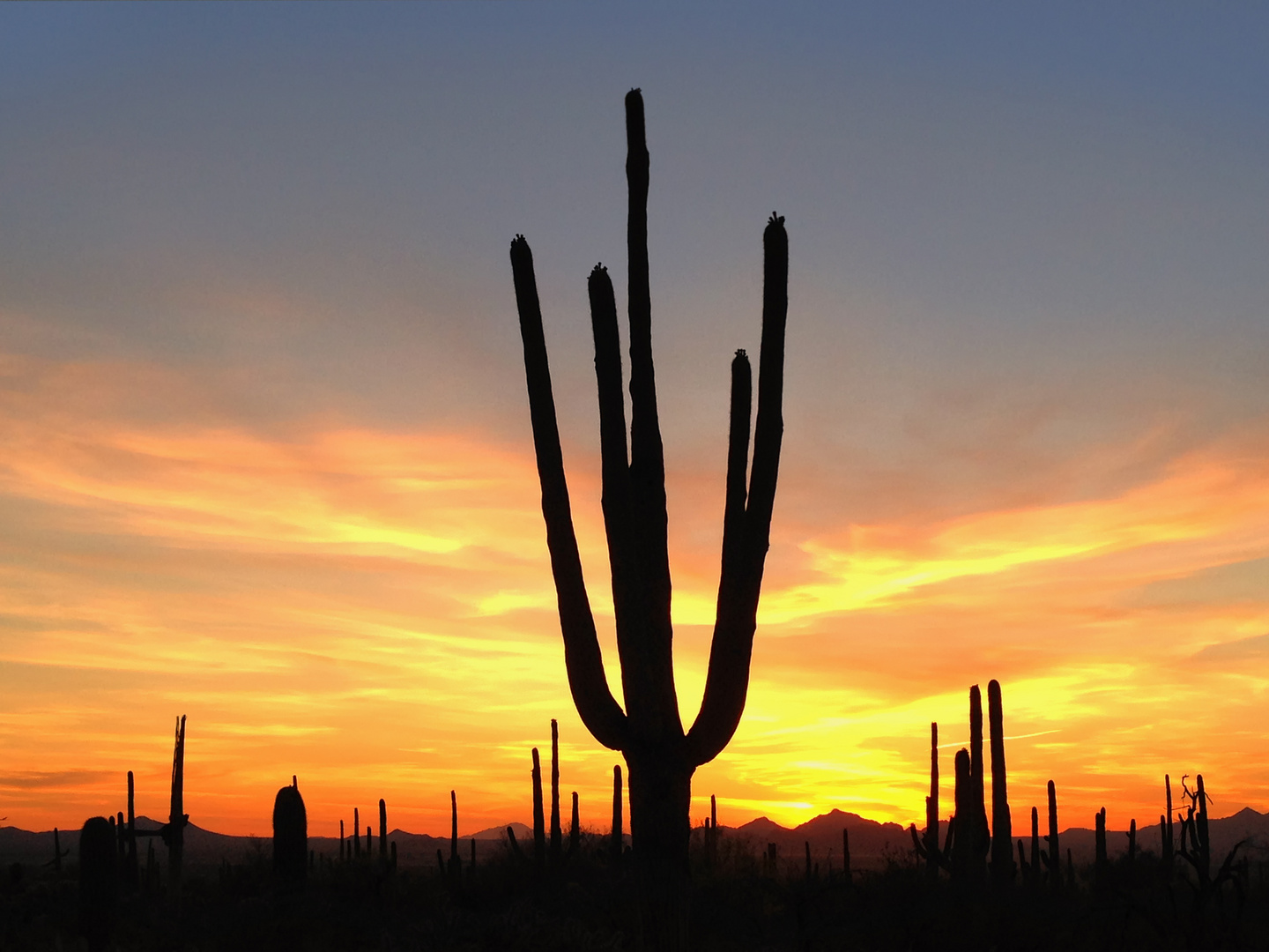 saguaro NP