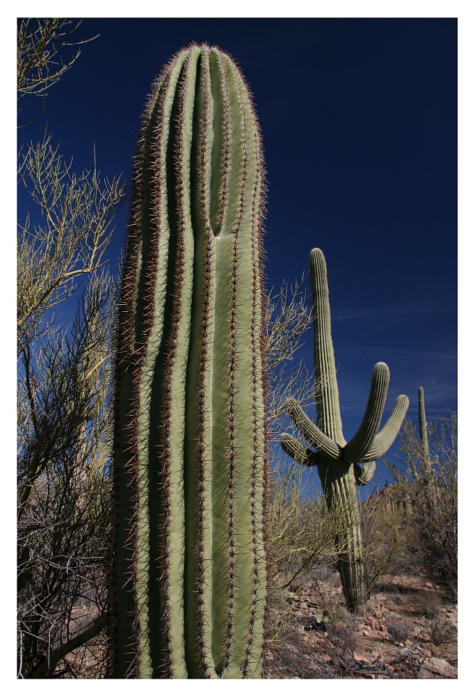 Saguaro NP