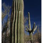 Saguaro NP