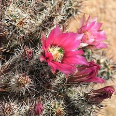 Saguaro N.P.