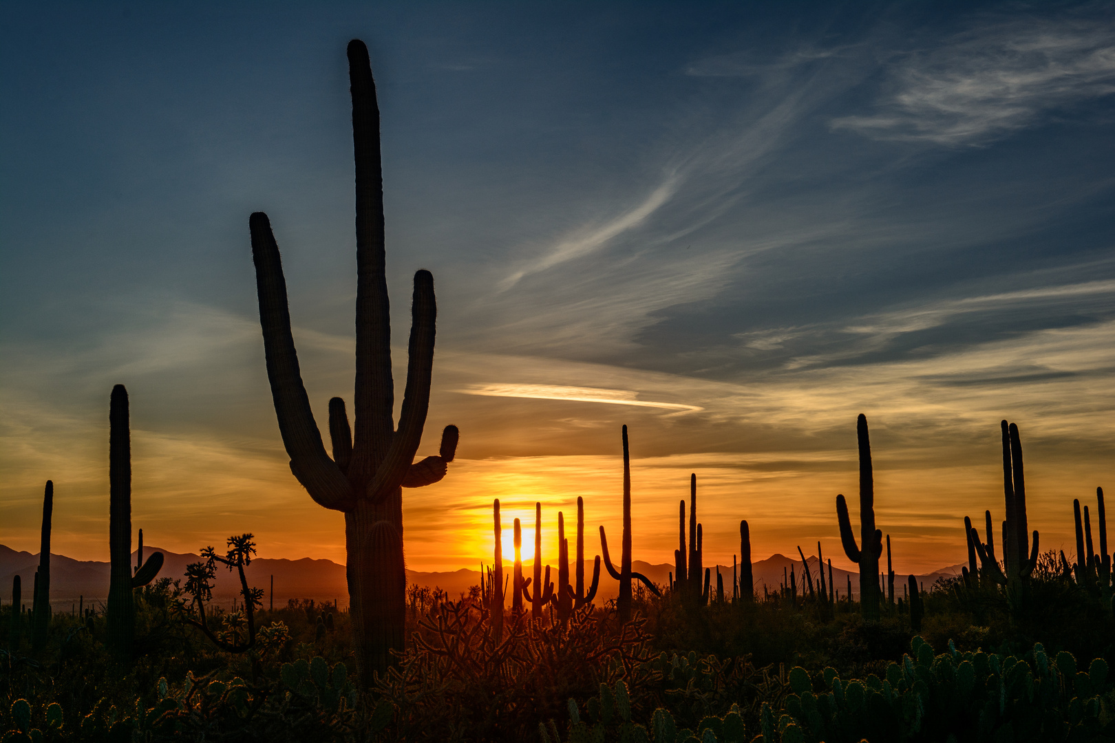 Saguaro N.P