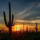 Saguaro N.P