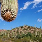 Saguaro NP / Tucson - Arizona