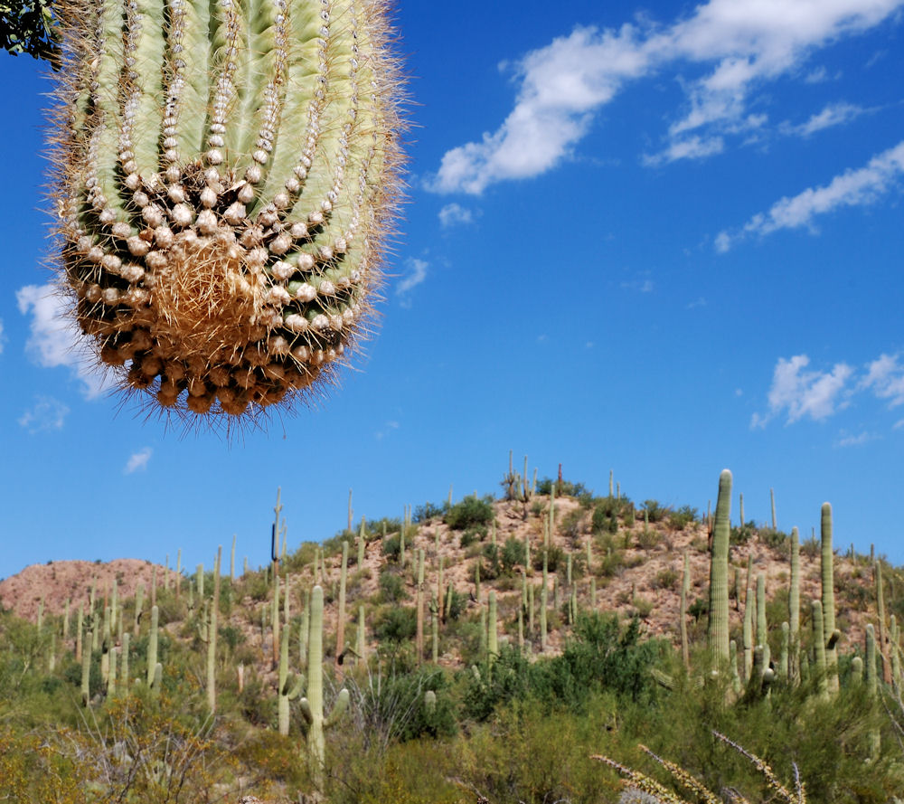 Saguaro NP / Tucson - Arizona