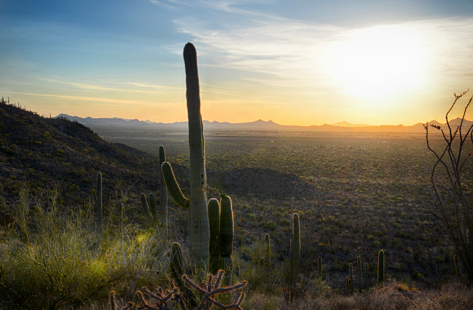 Saguaro NP Valley View