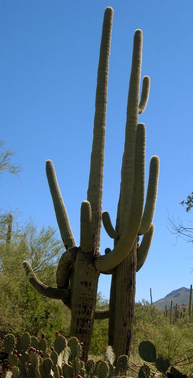 Saguaro Pärchen