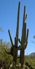 Saguaro Pärchen