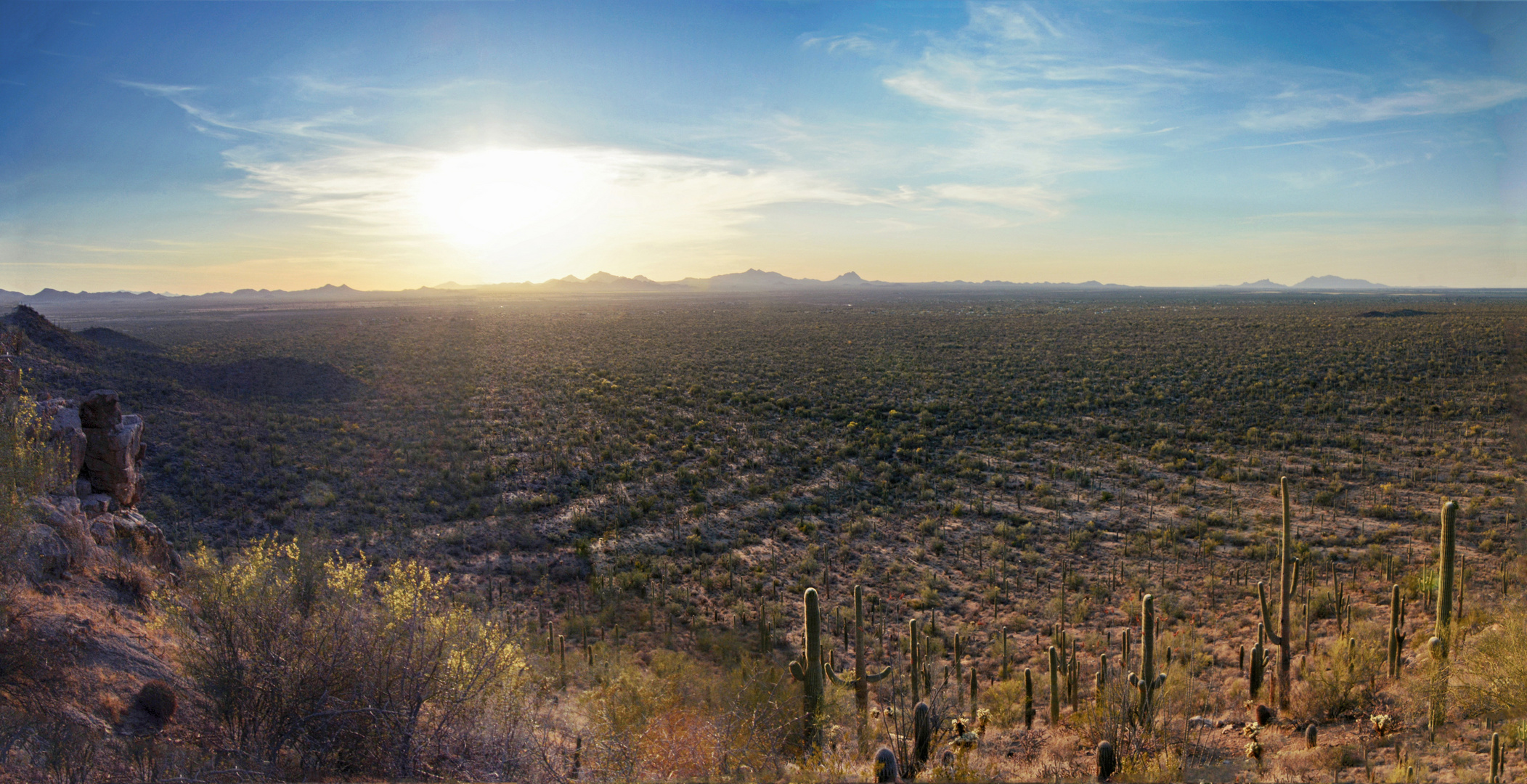 Saguaro Pano ...