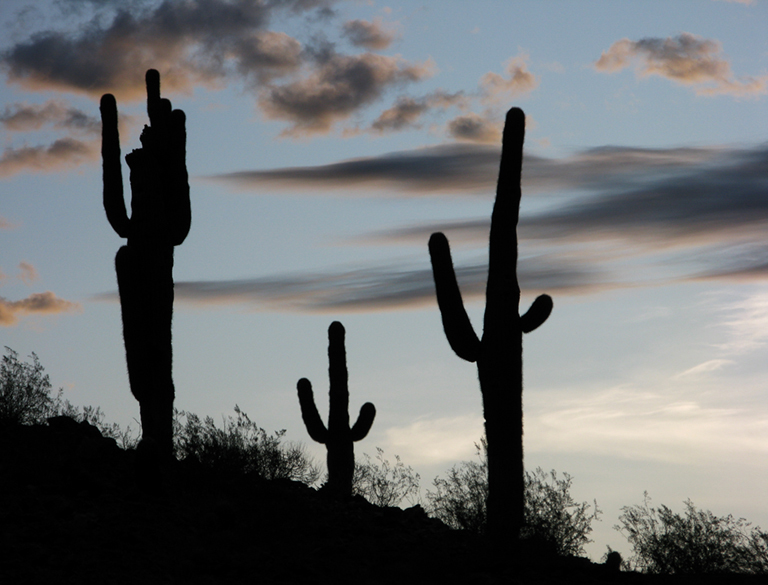 Saguaro Sunrise