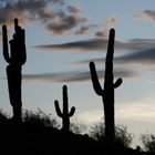 Saguaro Sunrise