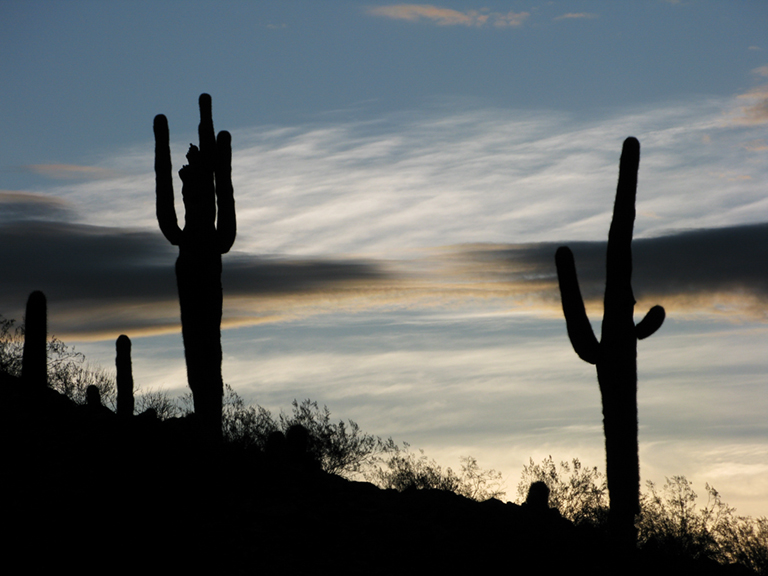 Saguaro Sunrise II