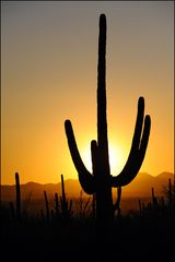 [ Saguaro Sunset ]