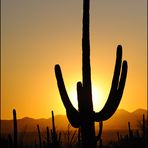 [ Saguaro Sunset ]