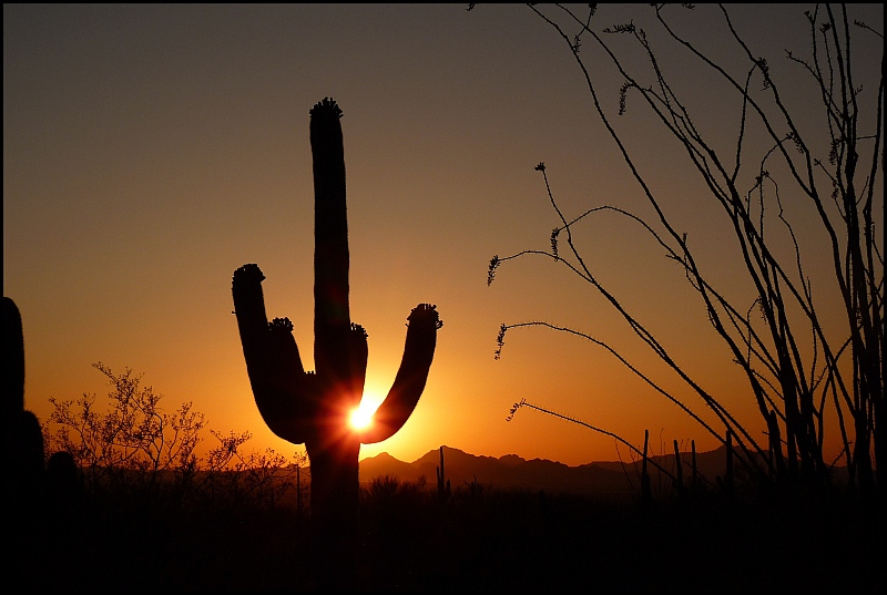 Saguaro Sunset