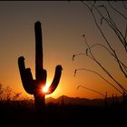 Saguaro Sunset