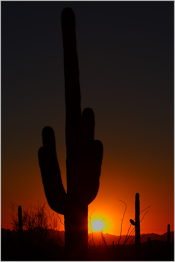 Saguaro Sunset