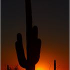 Saguaro Sunset