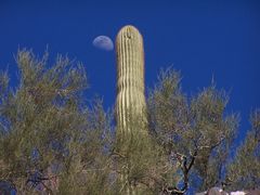 Saguaro und Mond