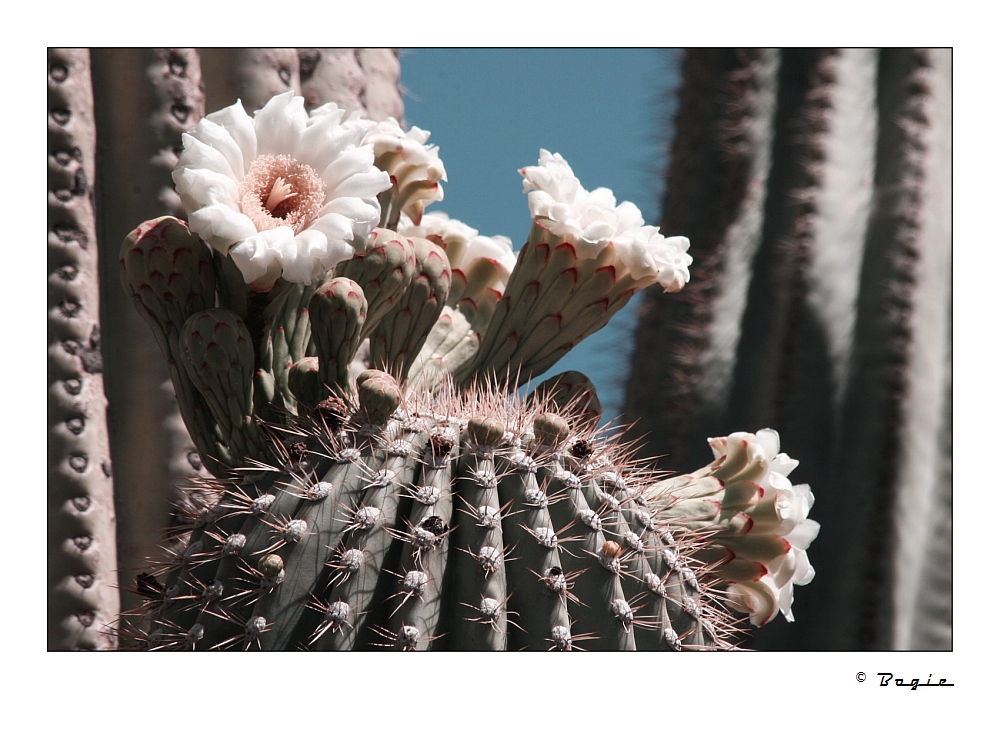 Saguaroblüte
