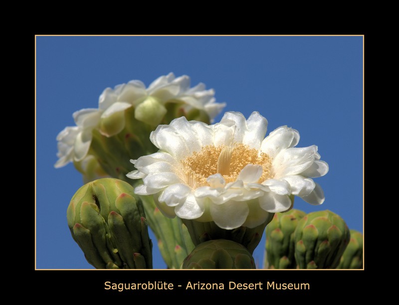 Saguaroblüte - Arizona Sonora Desert Museum