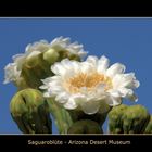Saguaroblüte - Arizona Sonora Desert Museum